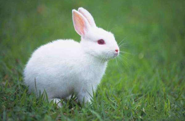 独家观察:兔子飛奔報喜來，鼠應天機上下開猜一准确动物