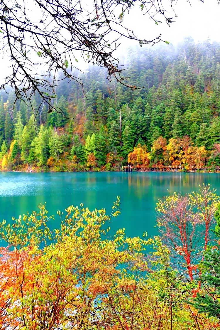 条理讲解:五颜六色景如画，十八姑娘一朵花指什么生肖