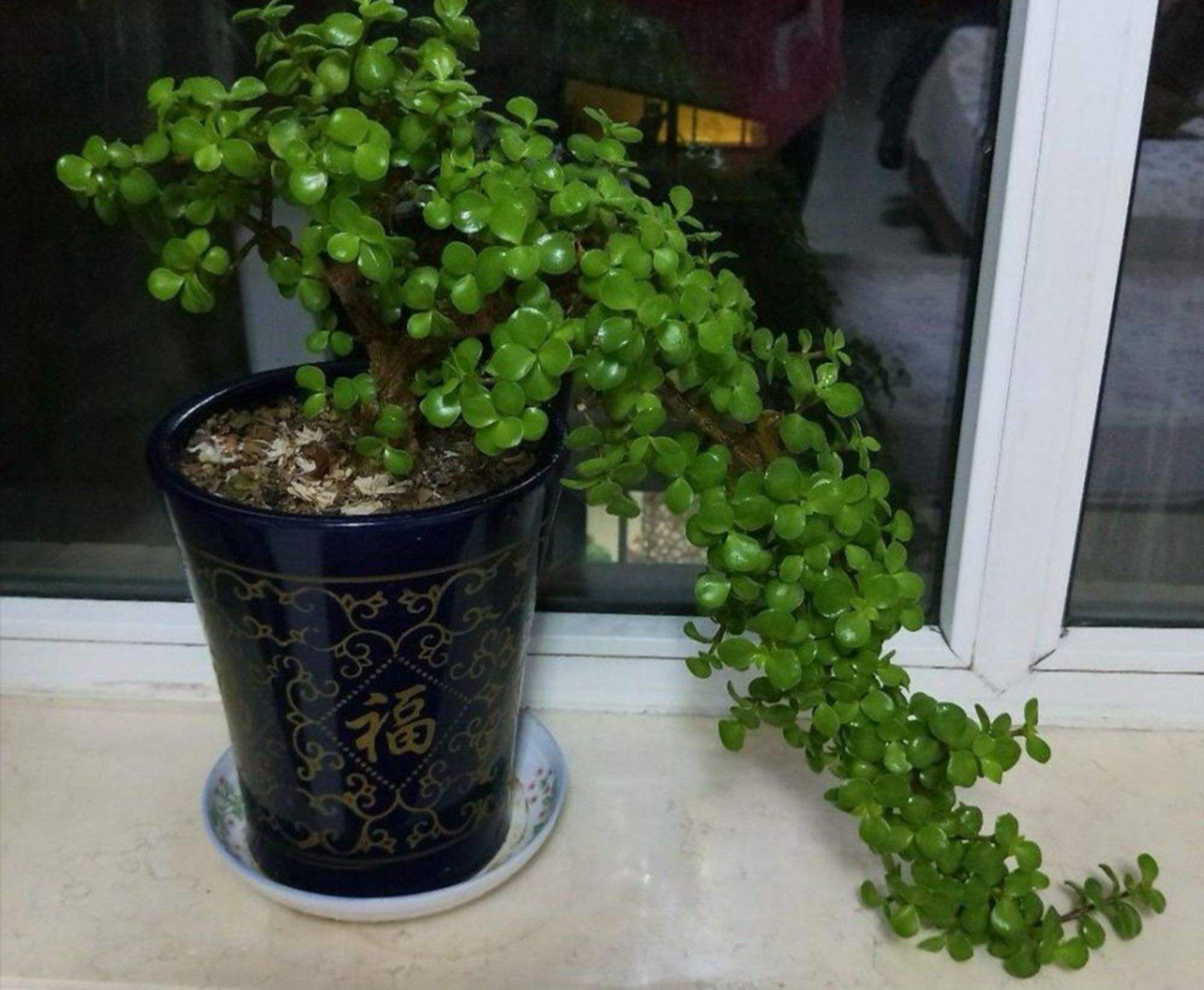 条理讲解:金枝玉叶最娇贵，水满金山钱满仓代表什么动物