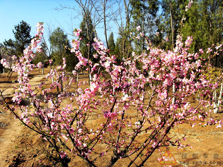 一手资讯:一年四季春为首，勤劳人家忙地头打一准确动物