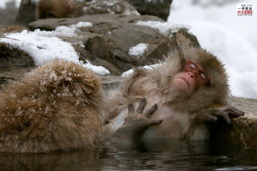 首发资讯:文思如泉猜一动物