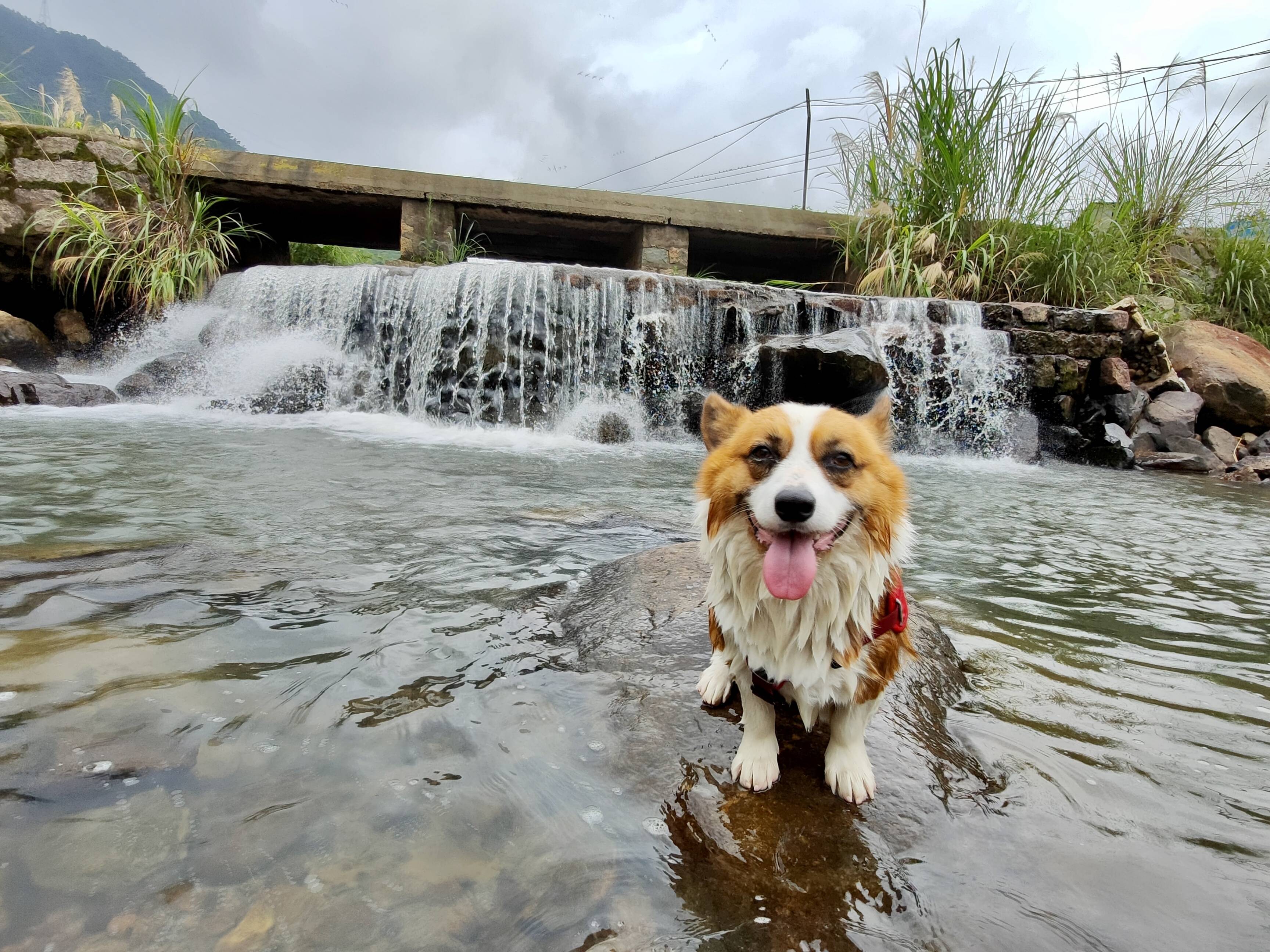 热点剖析:三径清风似水流打一动物