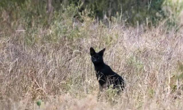 权威解读（牛头马面）指啥动物