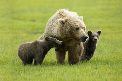 首发资讯（小猴戏耍龙天宫，一南十北跑码头）打一动物