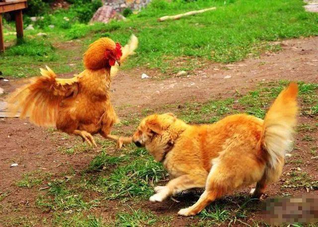 趋势研判:鸡飞狗跳最正确生肖