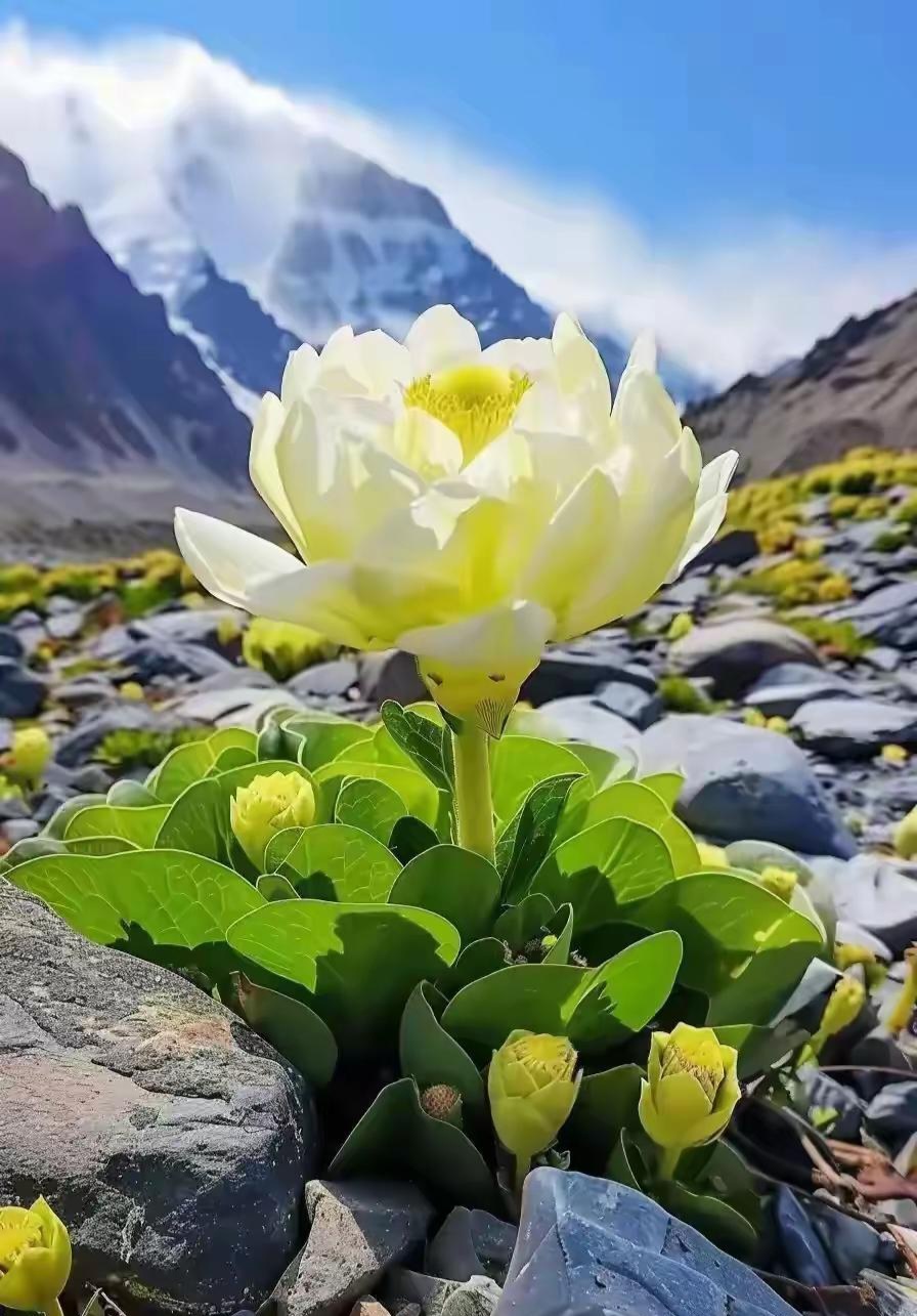 视角拆解:高山上的雪莲-不可多得打一准确生肖动物