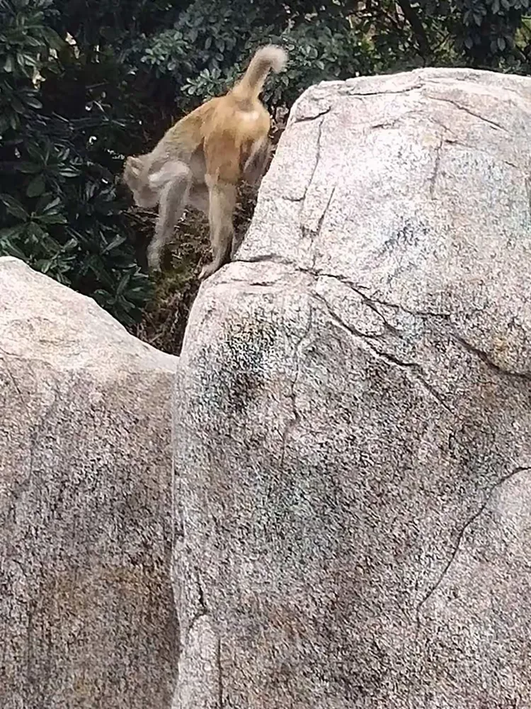 图文解析:高卧东山猜一动物