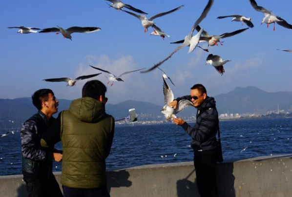 独家视点:买猴输尽光，三两点鸥沙外月。猜指打个最佳精准代表哪一个生肖
