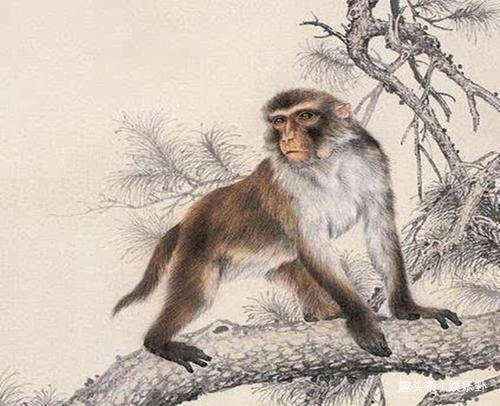 独家新闻:但是羊虎加鸡猴，猪马万财鼠又来打一生肖动物