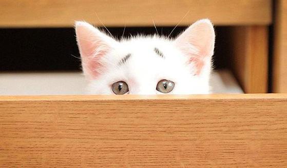 趋势研判（愚公为什么不搬家？比喻什么动物