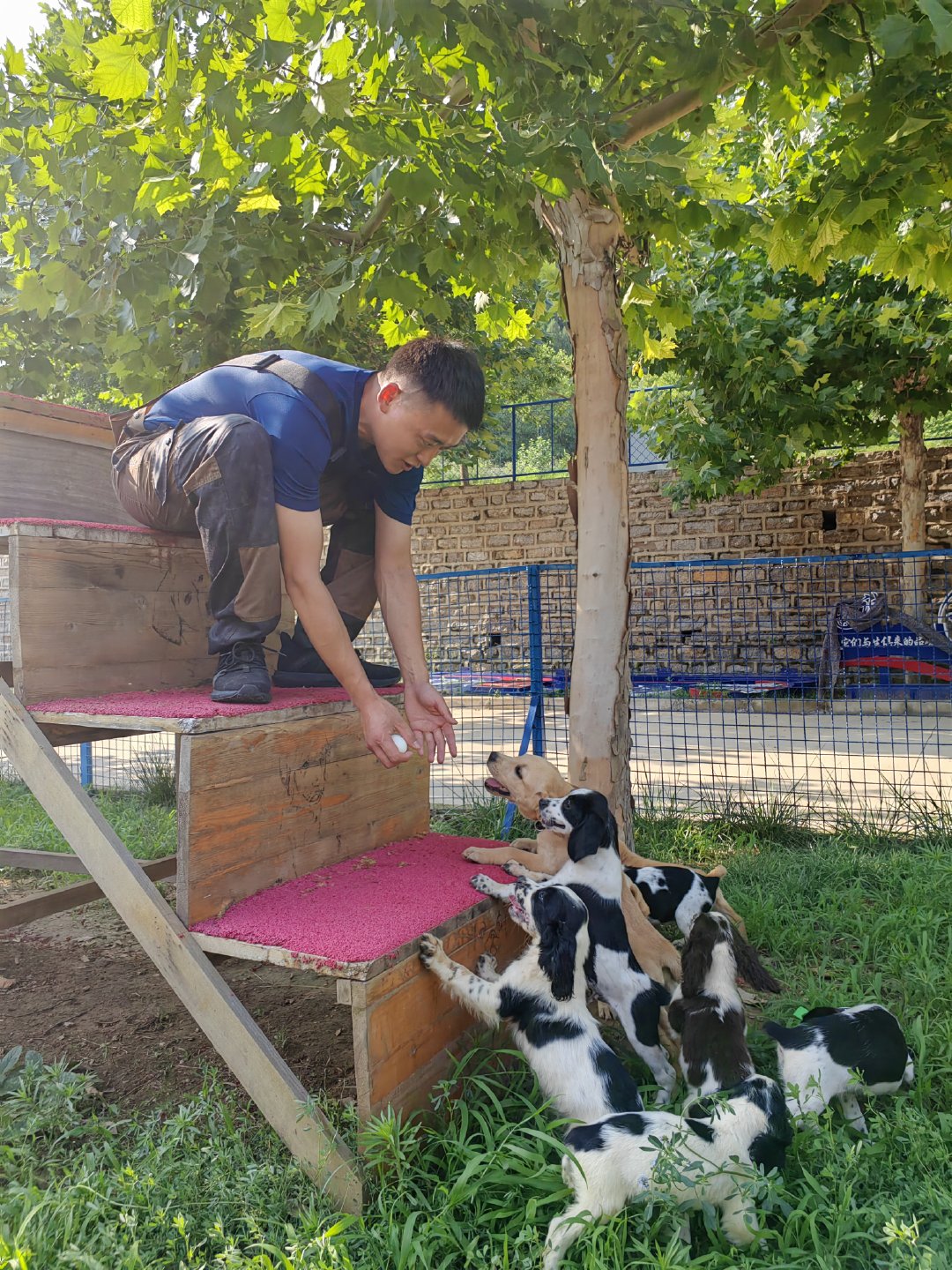 行家点评:春风化雨润绿草，犬守家园夜不息打一动物