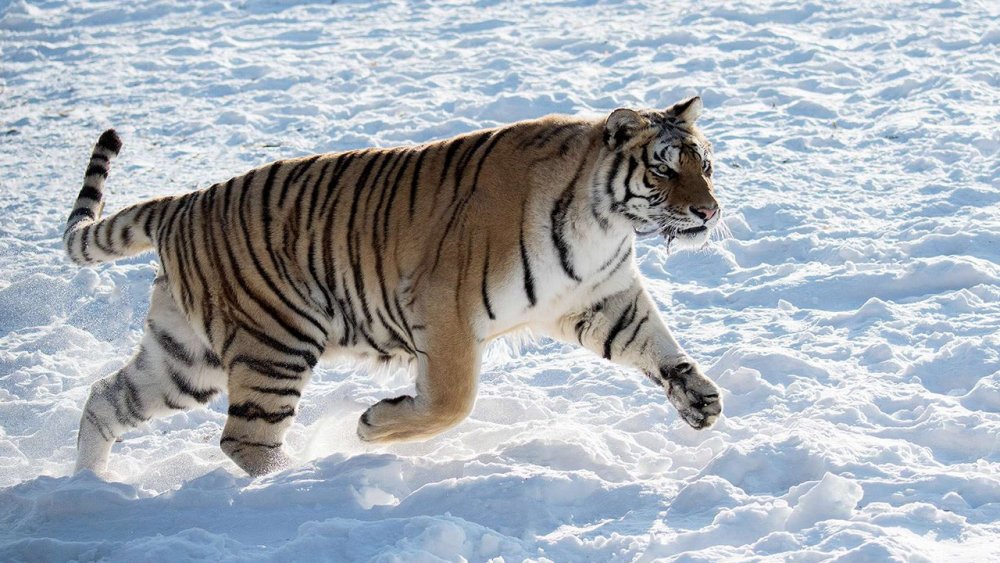 图文解析:大有径庭本期生肖