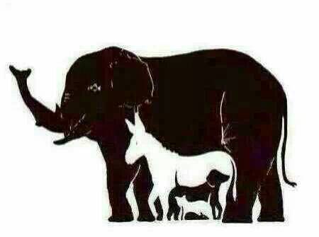 一手资讯:动如脱兔猜一准确动物