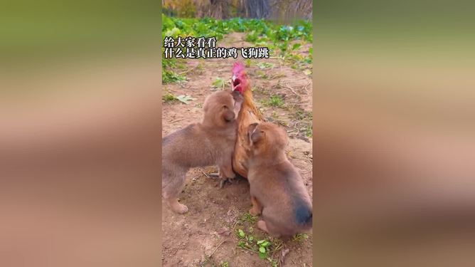 条理讲解:鸡飞狗跳打一准确数字