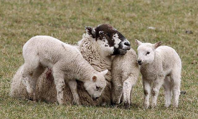 观点输出:高高在上代表什么生肖,打一准确最佳谜底