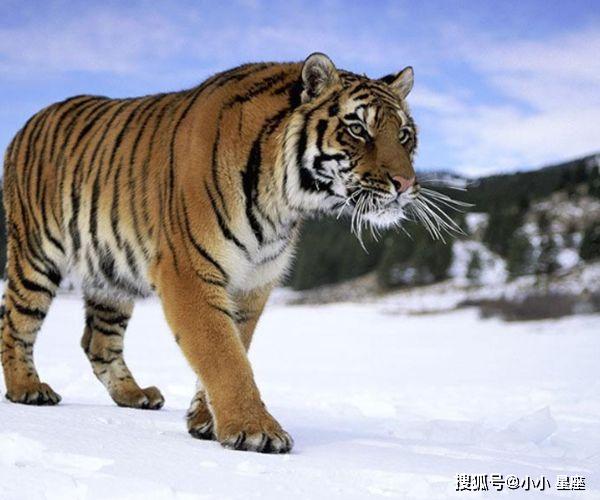 图文解析:行善积德代表什么动物