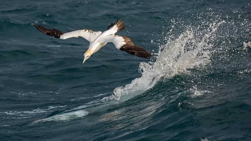 业内点评:买猴输尽光，三两点鸥沙外月。猜一准确数字