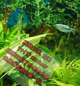 实战解析:胎生卵孵口含毒，十七山色四五看本期生肖