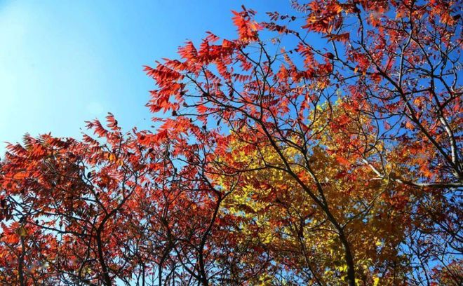 首发资讯:五颜六色景如画，十八姑娘一朵花指什么生肖