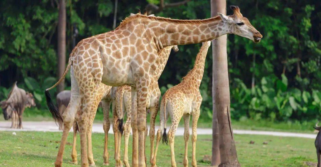 热点剖析:技巧敏捷对应那种动物