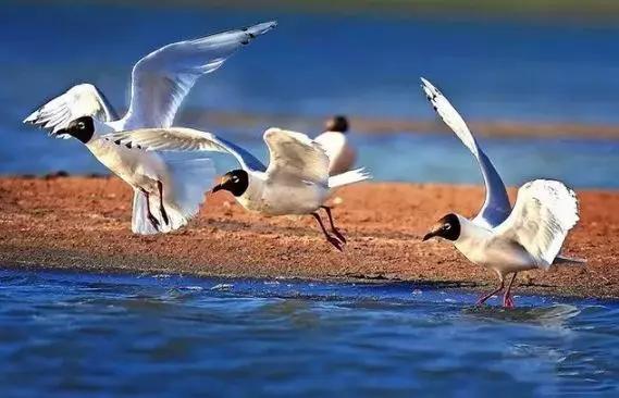 独家视点:买猴输尽光，三两点鸥沙外月。猜指打个最佳精准代表哪一个生肖