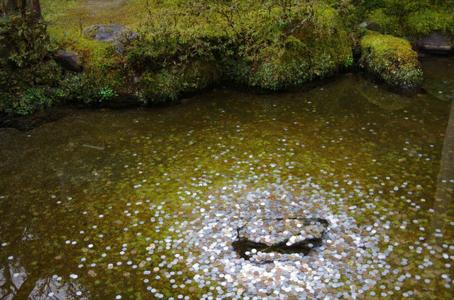 热点剖析:三径清风似水流打一动物