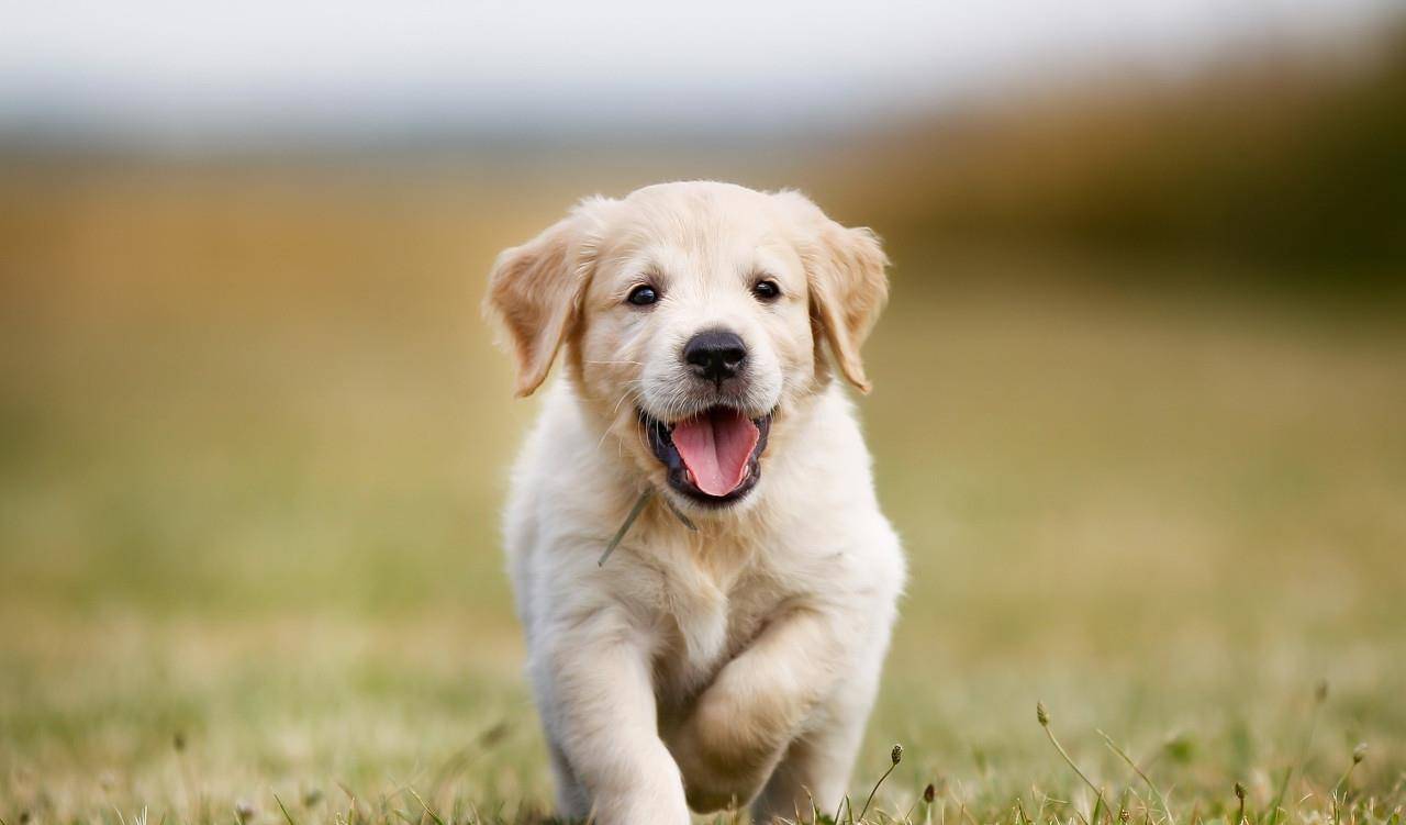 技术阐释:找朋狗友的生肖打一生肖动物