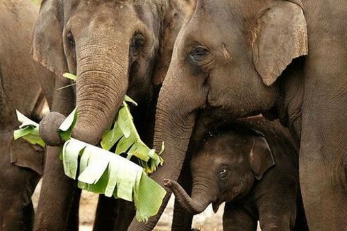 独家视点:历来富贵三更梦打一最佳动物