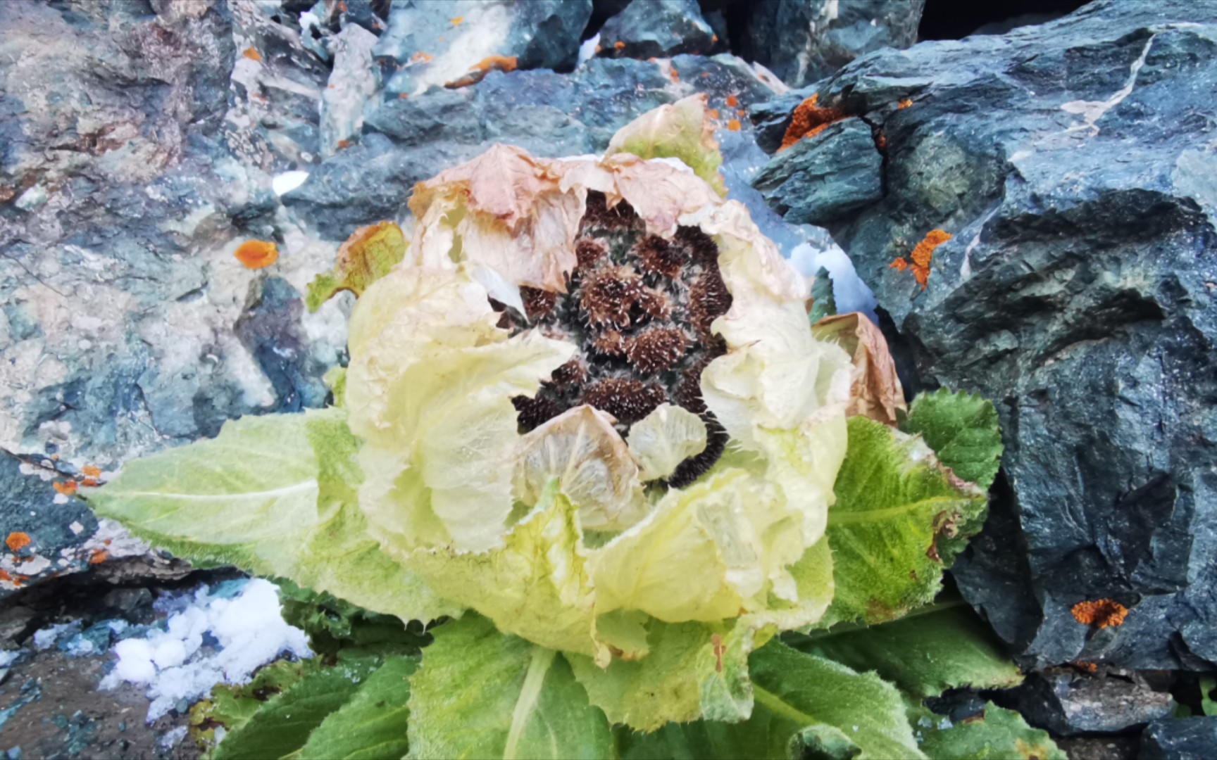 视角拆解:高山上的雪莲-不可多得打一准确生肖动物