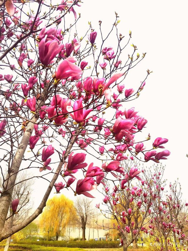 热点剖析:一年四季春为首，勤劳人家忙地头猜一准确动物