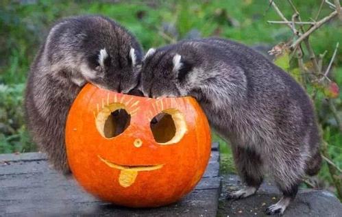 权威解读（牛头马面）指啥动物