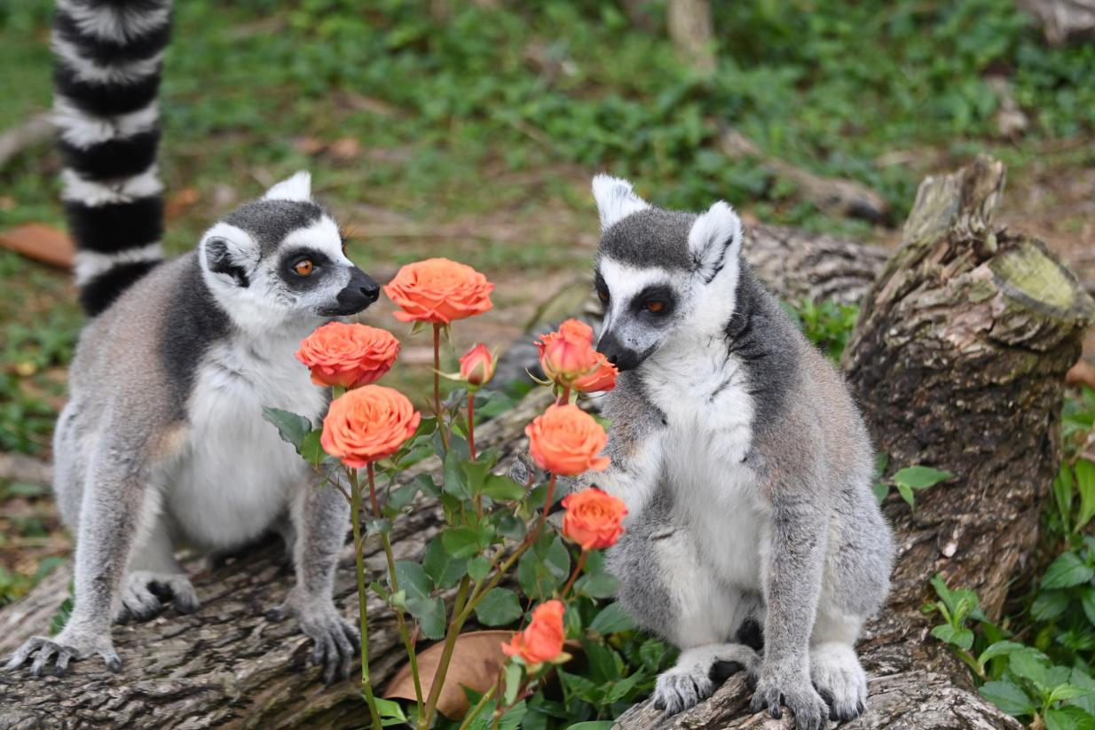 行家点评:灿烂夺目本期动物