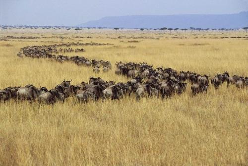 趋势研判（愚公为什么不搬家？比喻什么动物