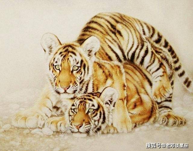 技术阐释:灿烂夺目打一生肖