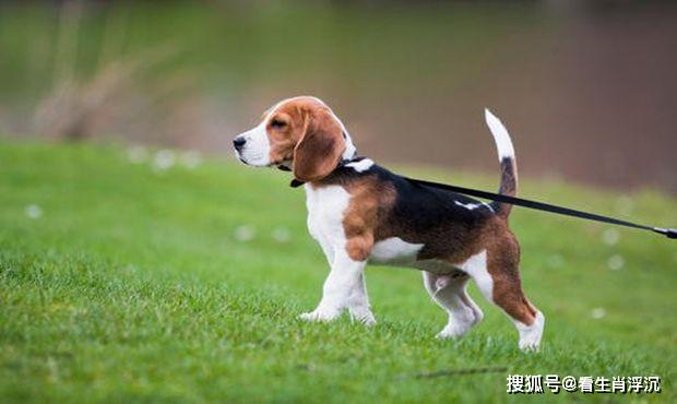 观点输出:找朋狗友的生肖指打代表一最佳什么生肖