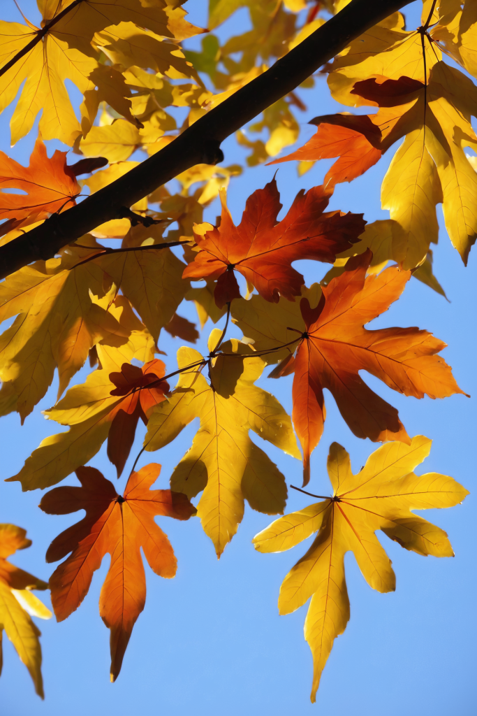 家点评:五颜六色景如画，十八姑娘一朵花代表什么生肖