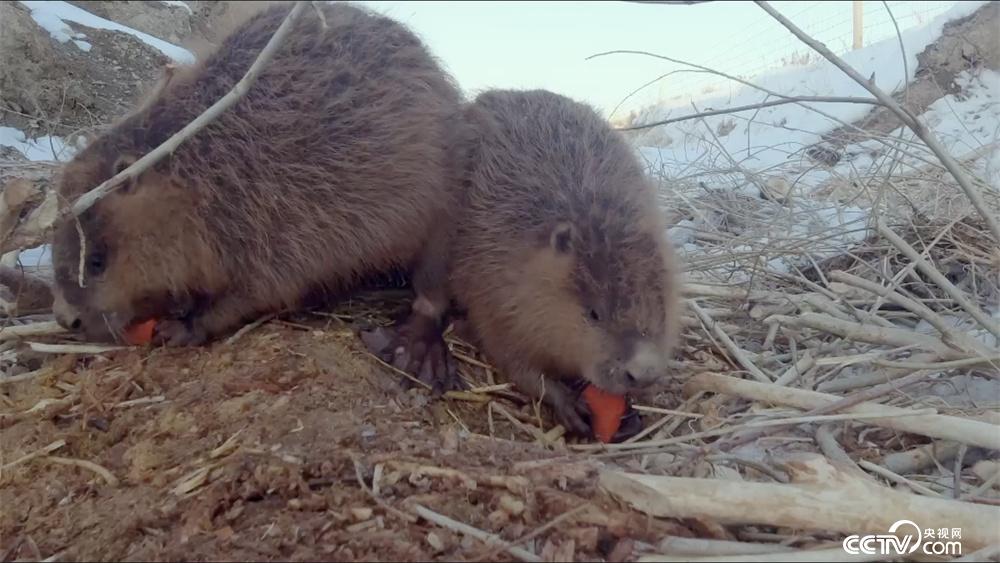热点剖析（马上坐着食蛇客，倚香偎玉堪流连）本期动物
