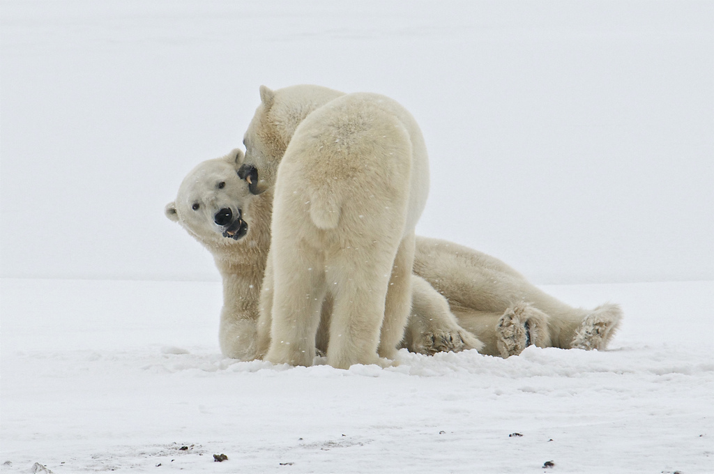 独家专访（三八与九当头数）本期动物