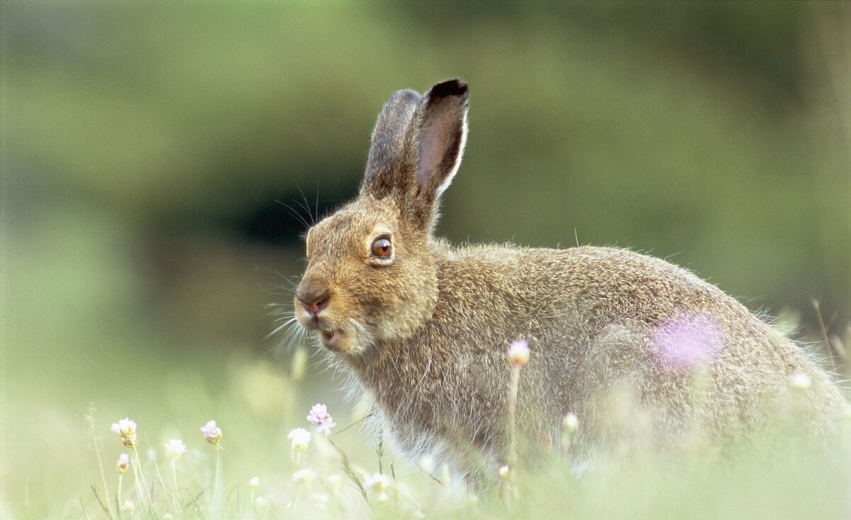 图文解析:兔子飛奔報喜來，鼠應天機上下開指啥动物