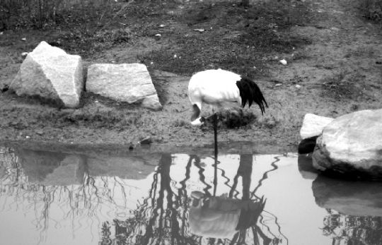 独家稿件:顾影自怜猜一动物