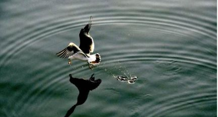 首发资讯:顾影自怜指哪个生肖