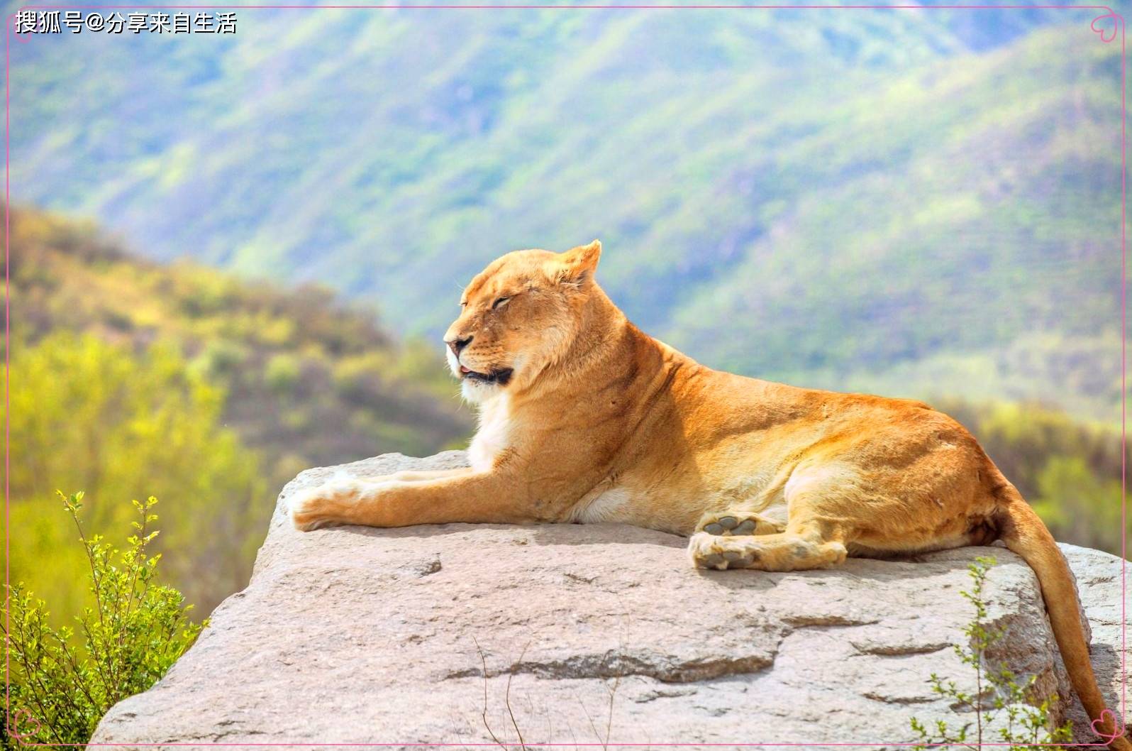 图文解析:高卧东山猜一动物