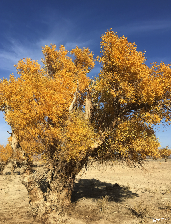 深度报道（独有干秋）猜本期动物