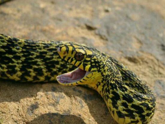 家点评:今期虎狗蛇出特，醒心弦里春无极是打什么最佳精准生肖