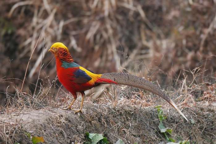 趋势研判:灿烂夺目打一准确动物