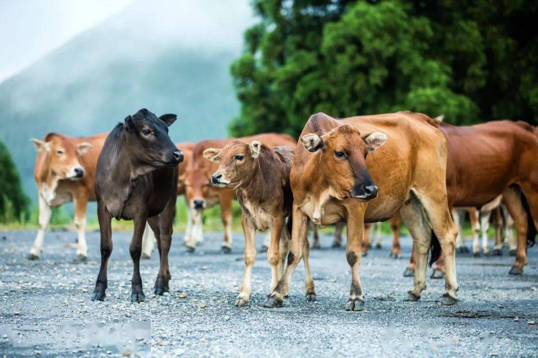 一手资讯（一七有码二四寻，三三灵码出物垭）打一最佳动物