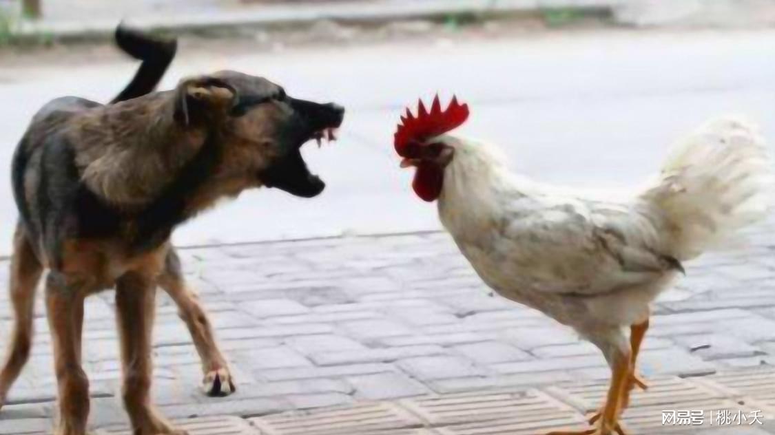 深度剖析:主大僕大鷄狗升，莫怪四人隨富貴。代表什么动物