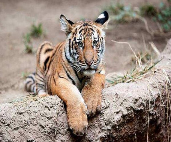 热点剖析:行善积德猜生肖数字