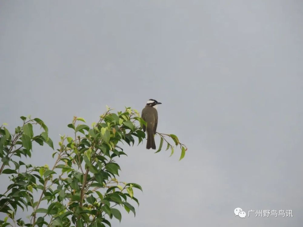 独家观察:左邻右舍好和睦指代表是什么生肖