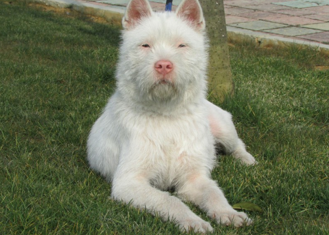 全面阐释:望而生畏不敢进对应那种动物